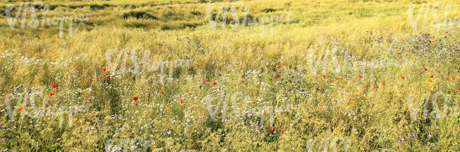 meadow with wild flowers