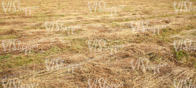 cut hay lying on a field