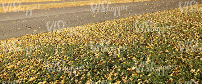 grass ground with a paved walkway and autumn leaves