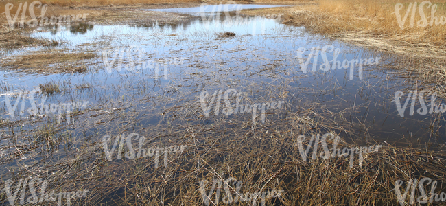 flooded field