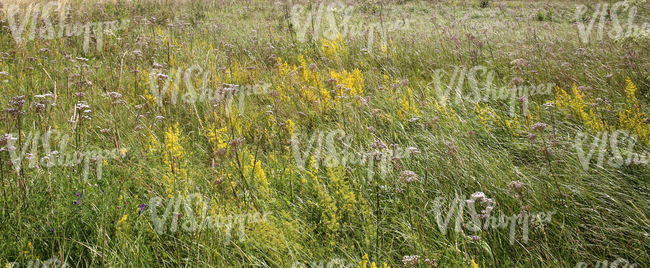 summery meadow