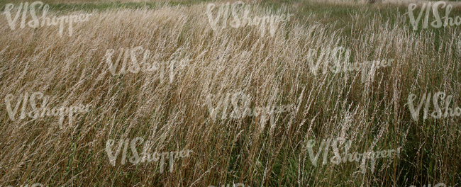tall grass on a meadow