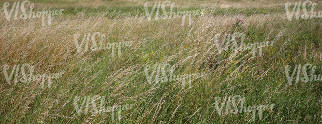field of tall grass