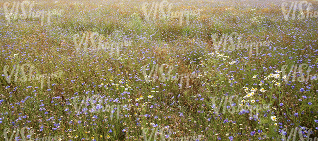 tall grass meadow with cornflowers