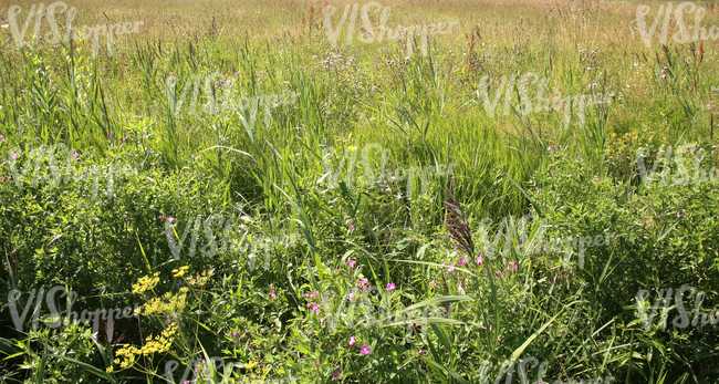 meadow with a mixture of plants