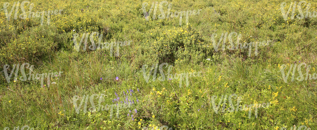 summery grassland