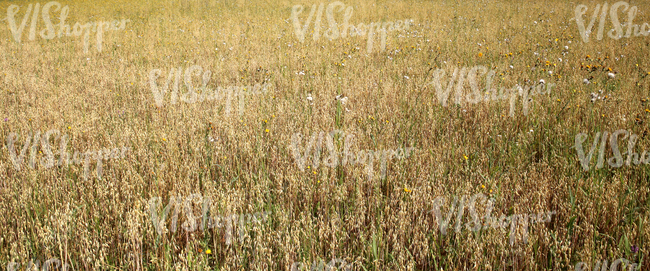 a crop field