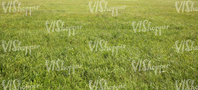 field of wild grass