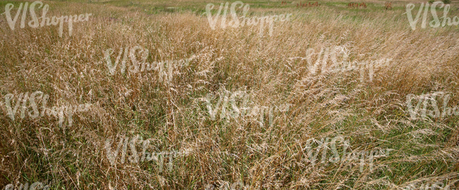 tall grass field