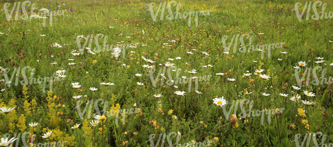 tall grass meadow with daisies and other flowers