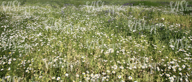 meadow of tall grass and flowers