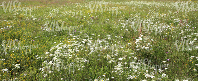 summery tall grass meadow