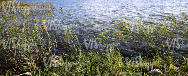 lake shore with sedges