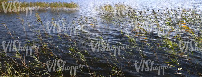 sedges at a lake shore