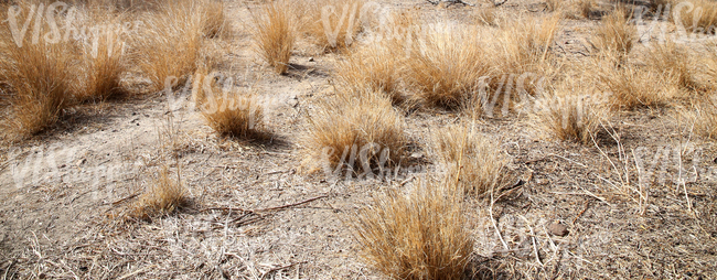 ground with dry grass shrubs