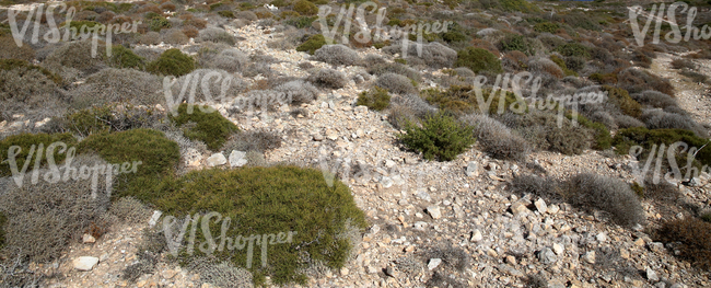 stony landscape with shrubs