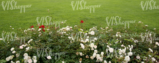 green lawn with roses in the foreground