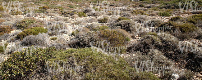 stony landscape with shrubs