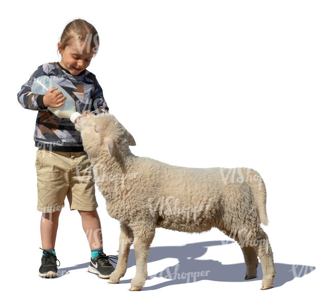 little boy feeding a lamb