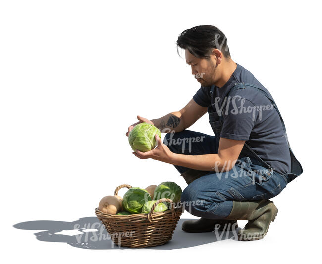 cut out man collecting cabbage harvest in the garden