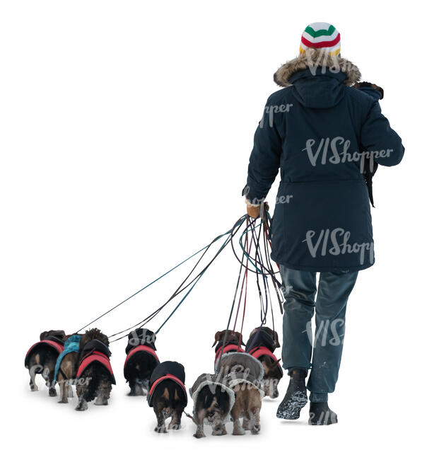 cut out man walking a large group of puppies