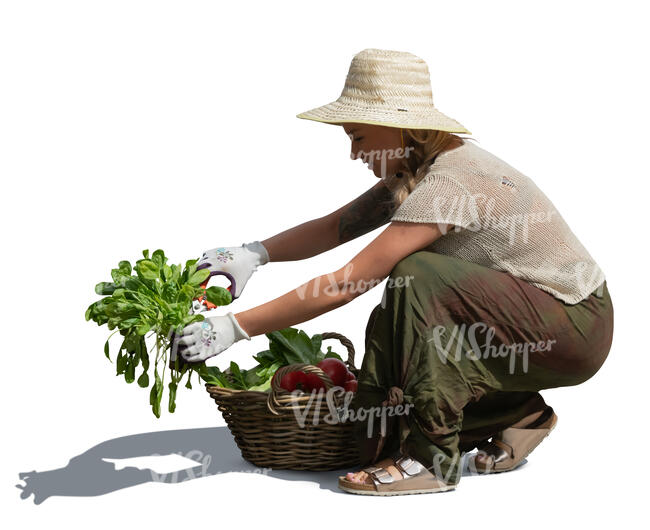 woman squatting in the garden and collectiong vegetables