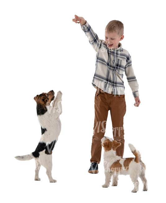 little boy playing with dogs