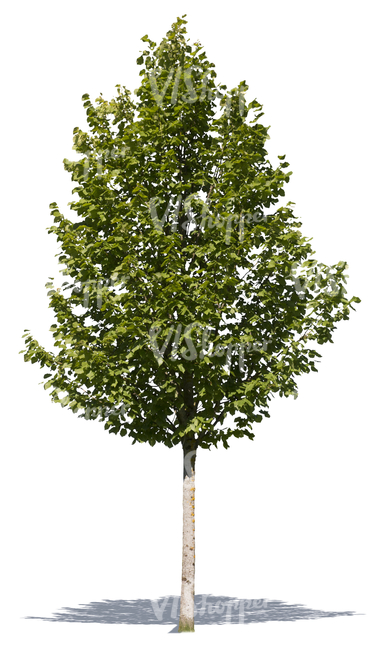 cut out small deciduous tree