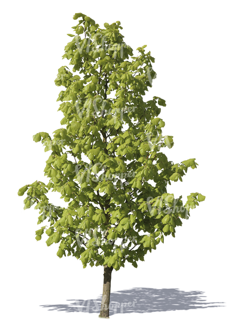 cut out young linden tree