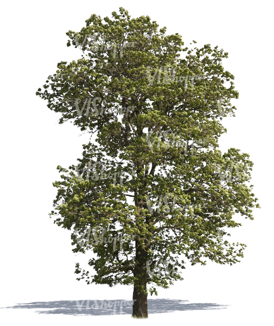 cut out big deciduous tree