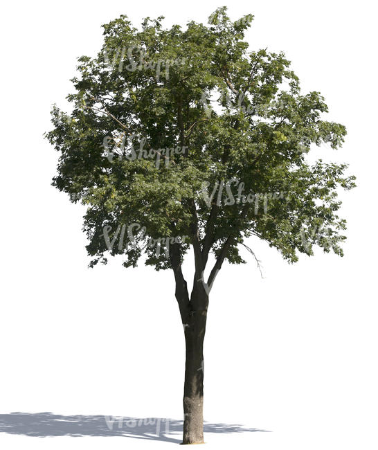 cut out medium ash tree