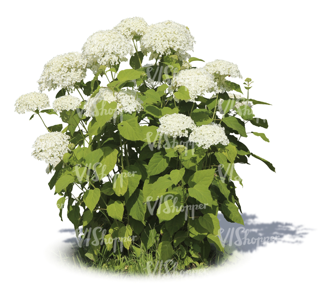 cut out garden plant with big white blossoms