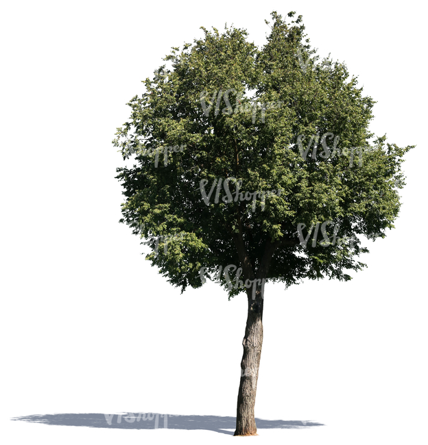 cut out medium size decidiuous tree