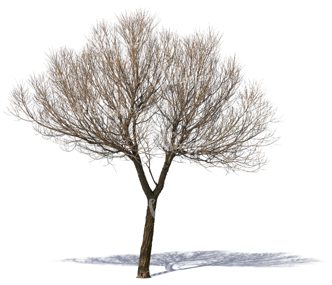 cut out medium size bare tree 