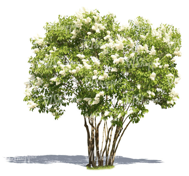 cut out blooming white lilac