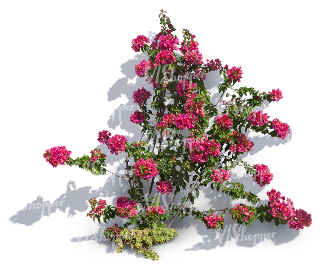 cut out climbing plant with pink blossoms