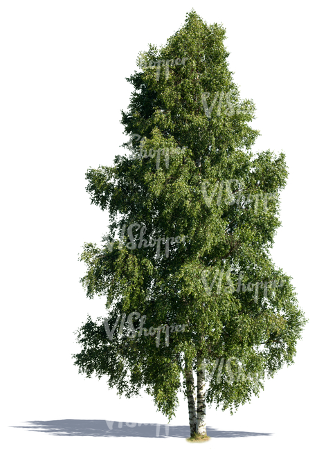 cut out tall birch