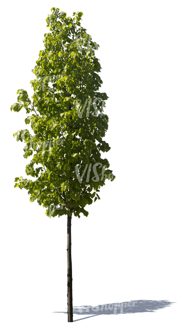 cut out small linden tree