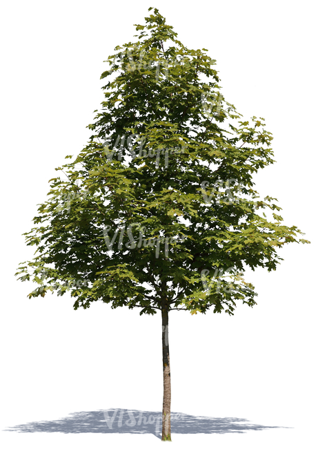 cut out small maple tree