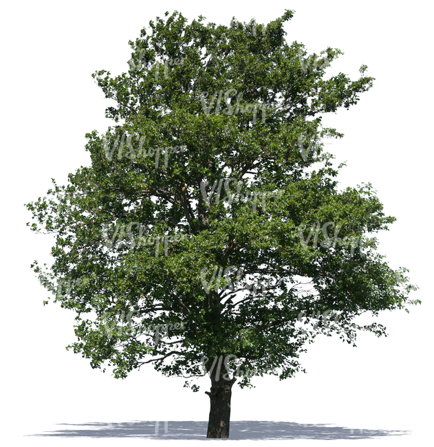 cut out big deciduous tree