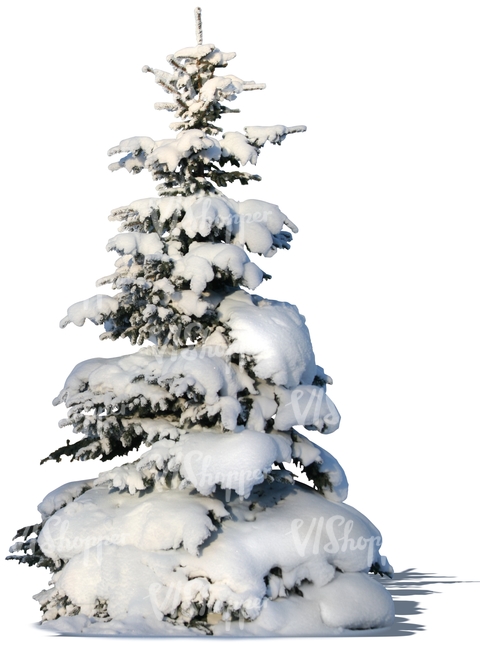 cut out snowy fir