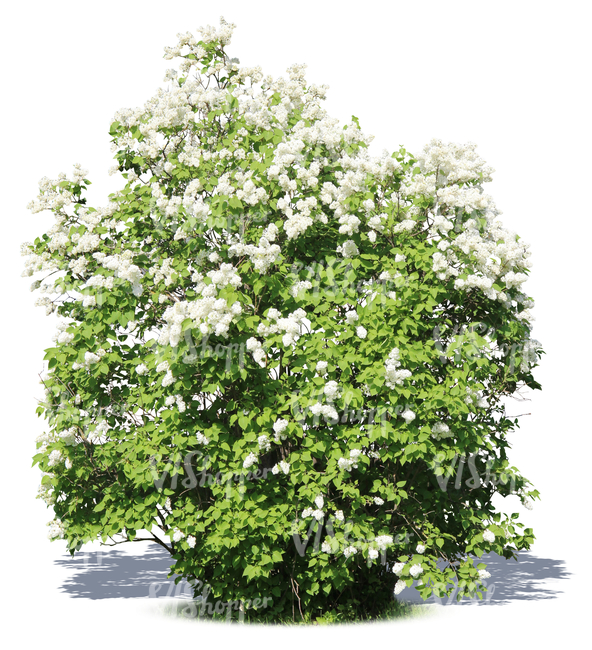 big cut out blooming white lilac