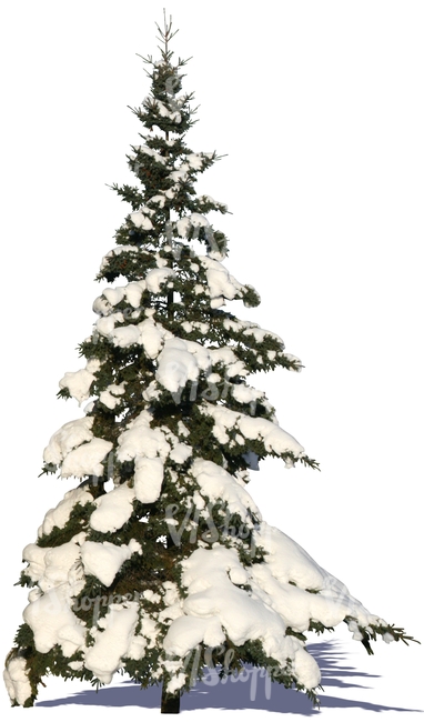 cut out snowy fir