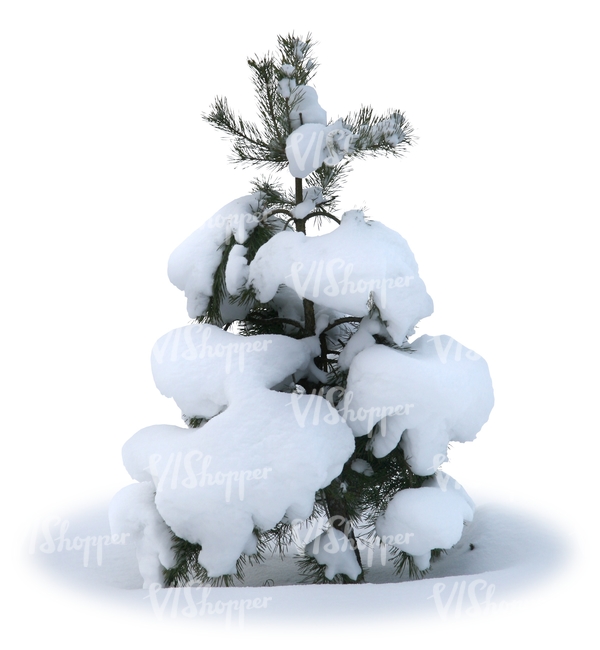 cut out small snowy fir