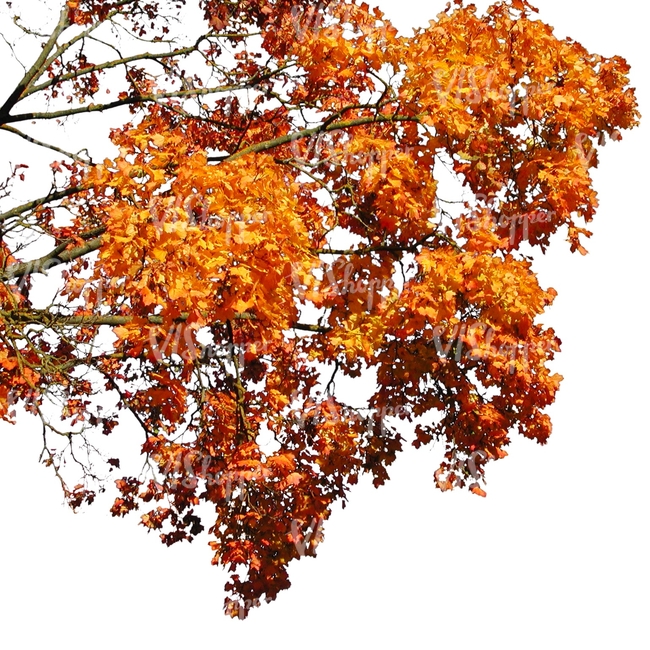 cut out maple branch with yellow leaves