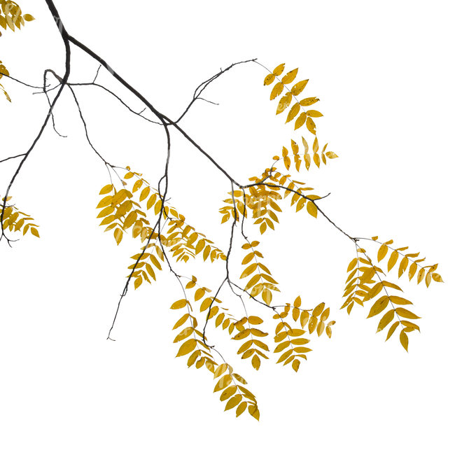cut out branch with yellow leaves