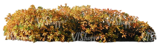 cut out bush in autumn