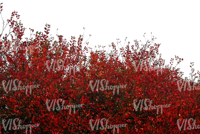 cut out branch with red leaves