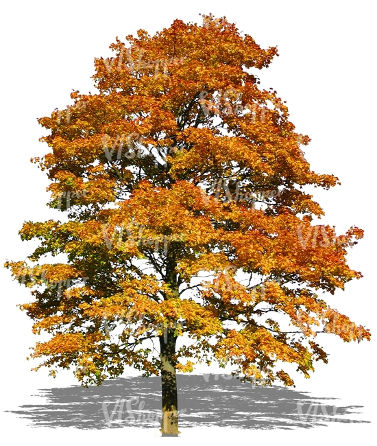 cut out big maple tree with yellow autumn leaves