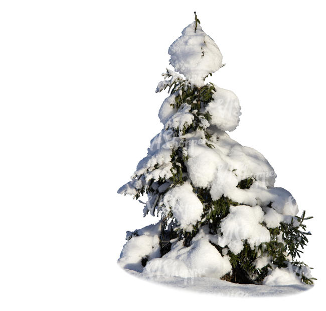 cut out small spruce covered with lot of snow